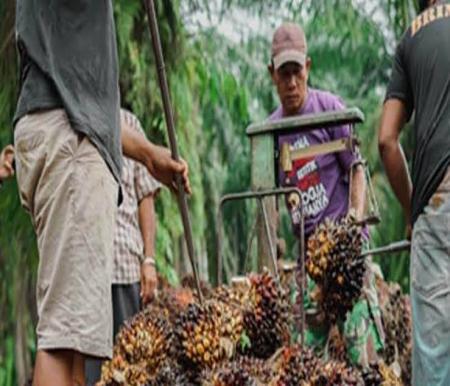 Ilustrasi petani kelapa sawit swadaya Riau kecewa, harga TBS merosot (foto/int)